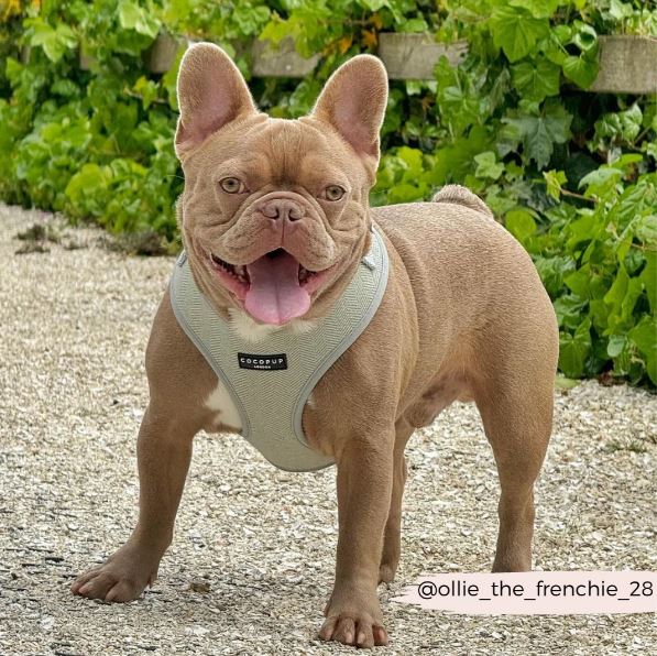 Cocopup London - 🌿 Sage Tweed Adjustable Harness