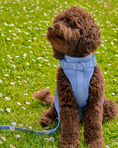 Load image into Gallery viewer, Cushioned Dog Harness: Moonstone
