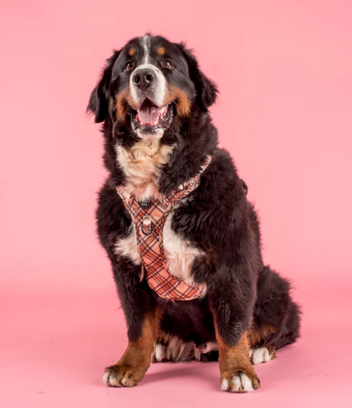 Kensington: No Pull Adventure Harness