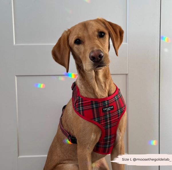 Cocopup London - Tartan Adjustable Neck Harness
