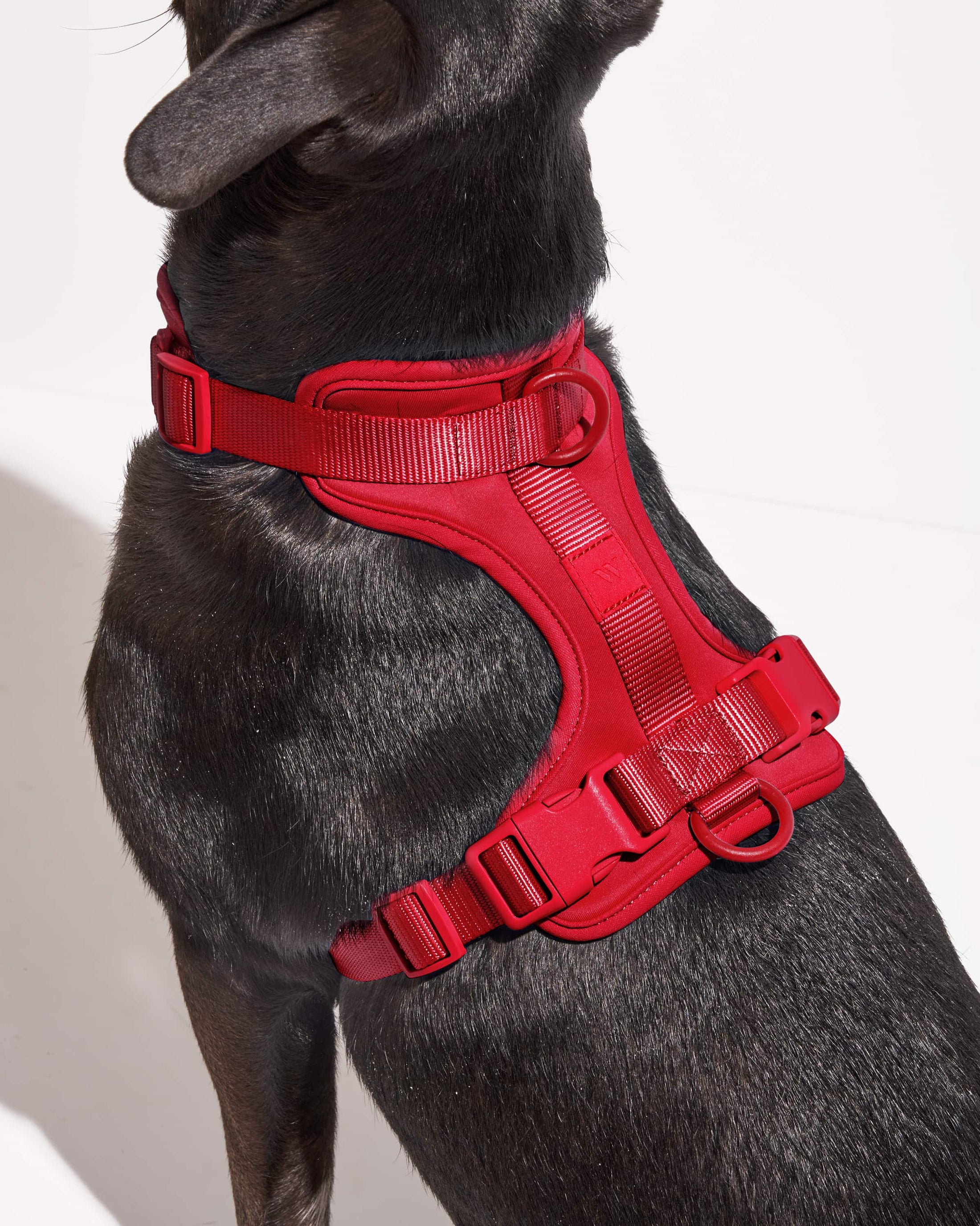 Wild One - Harness: Moonstone / MEDIUM