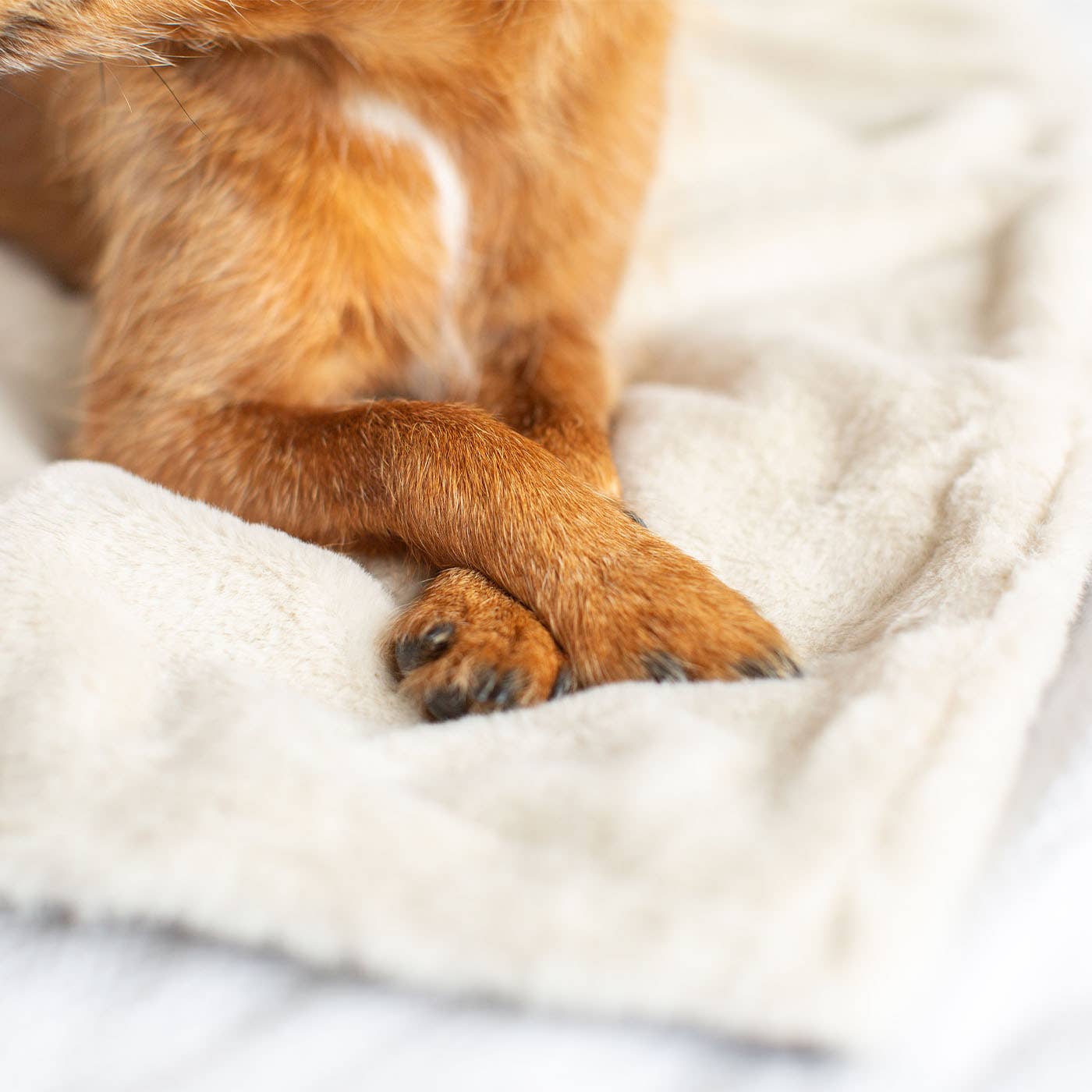 Dog & Puppy Blanket in Light Grey Essentials Plush