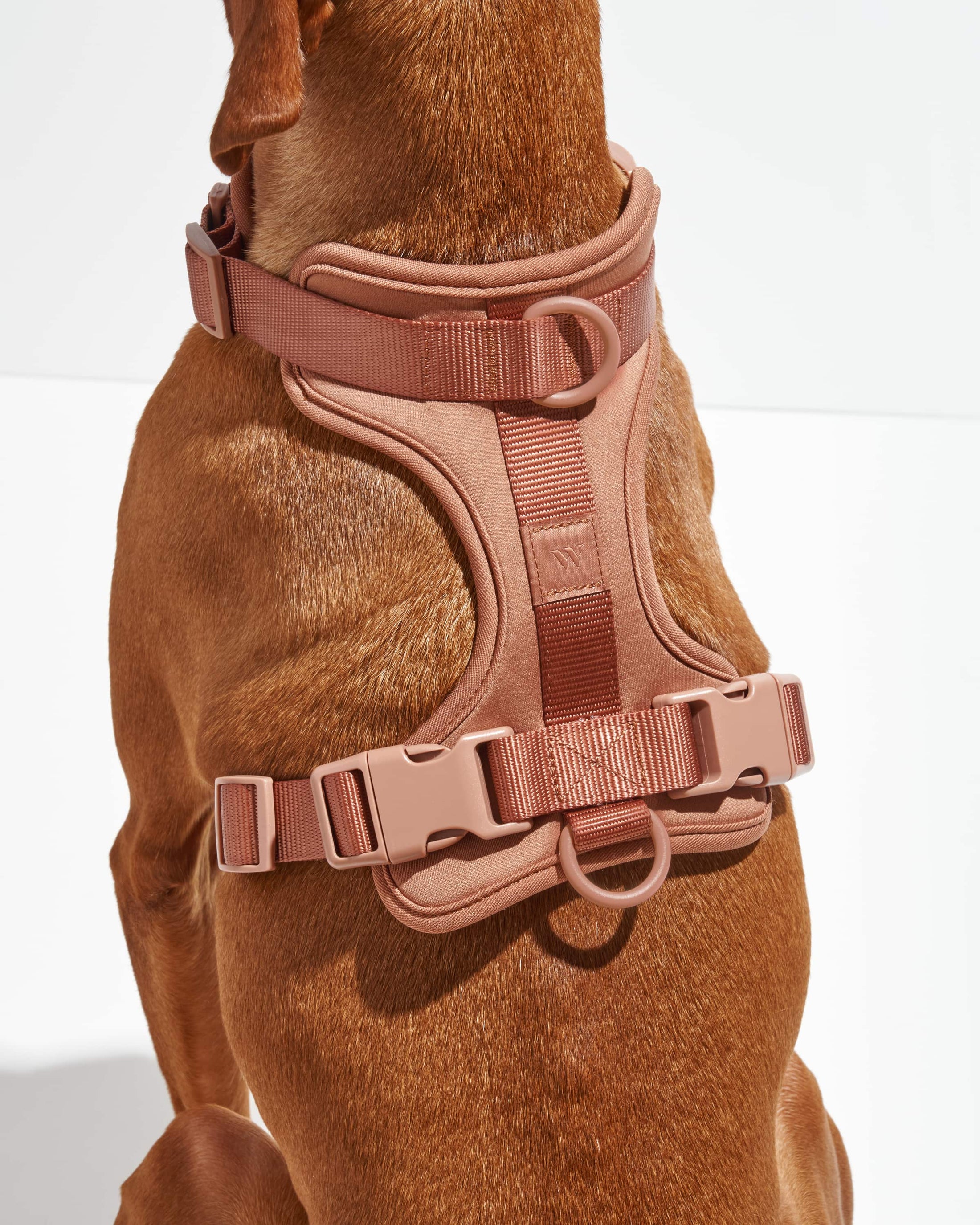 Wild One - Harness: Moonstone / MEDIUM