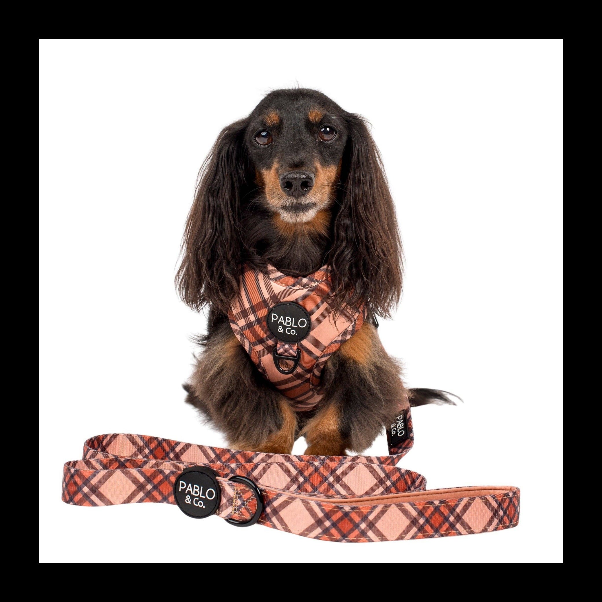 Pablo & Co. Boutique - Kensington: Dog Leash: 1.5cm