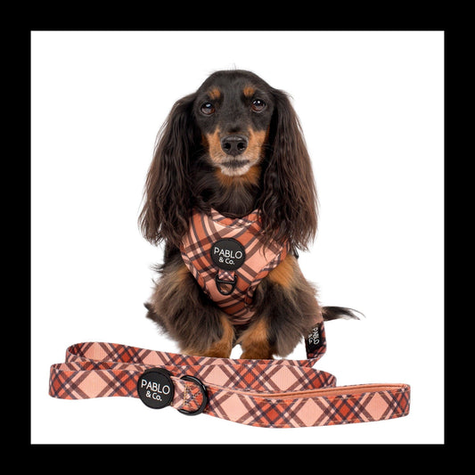 Pablo & Co. Boutique - Kensington: Dog Leash: 1.5cm