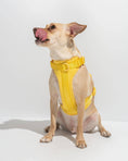 Load image into Gallery viewer, Wild One - Harness: Moonstone / MEDIUM

