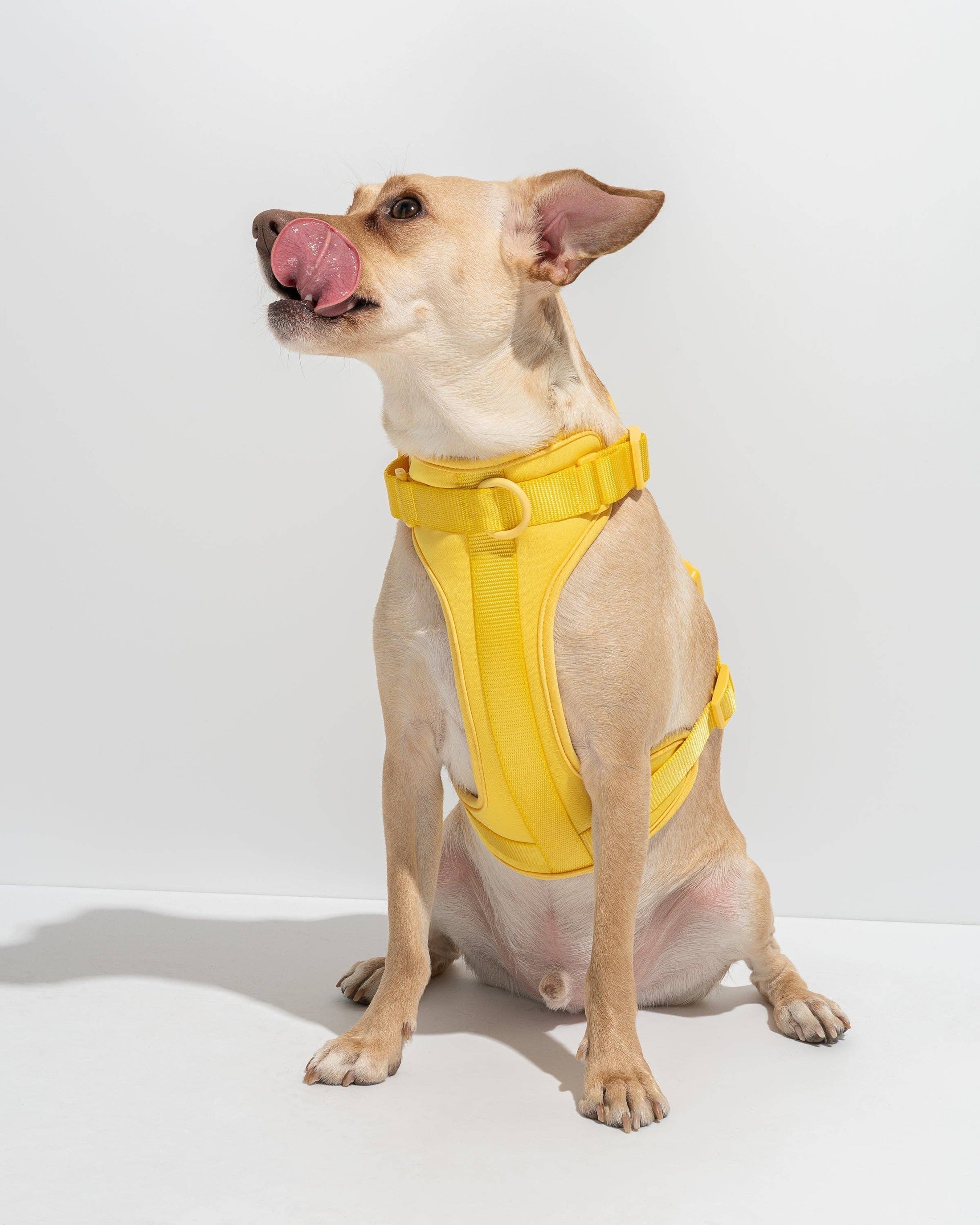 Wild One - Harness: Moonstone / MEDIUM