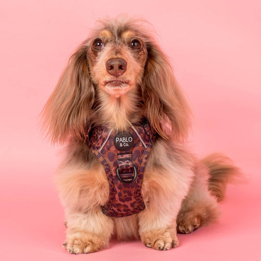Pablo & Co. Boutique - Leopard: No Pull Adventure Harness: XL