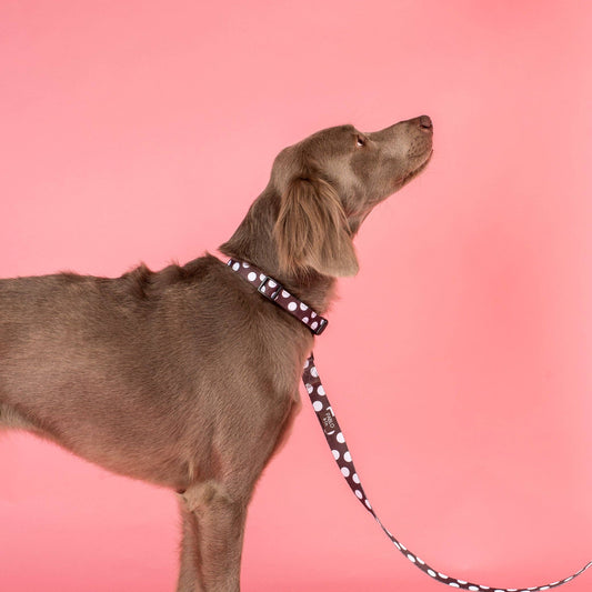 Pablo & Co. Boutique - Polka Dots: Collar: L