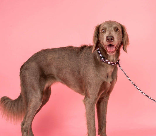 Pablo & Co. Boutique - Polka Dots: Collar: L