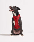 Load image into Gallery viewer, Wild One - Harness: Moonstone / MEDIUM
