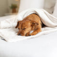 Load image into Gallery viewer, Dog & Puppy Blanket in Light Grey Essentials Plush
