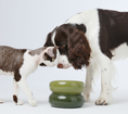 Load image into Gallery viewer, Soufflé Pet Bowl - Avocado Green
